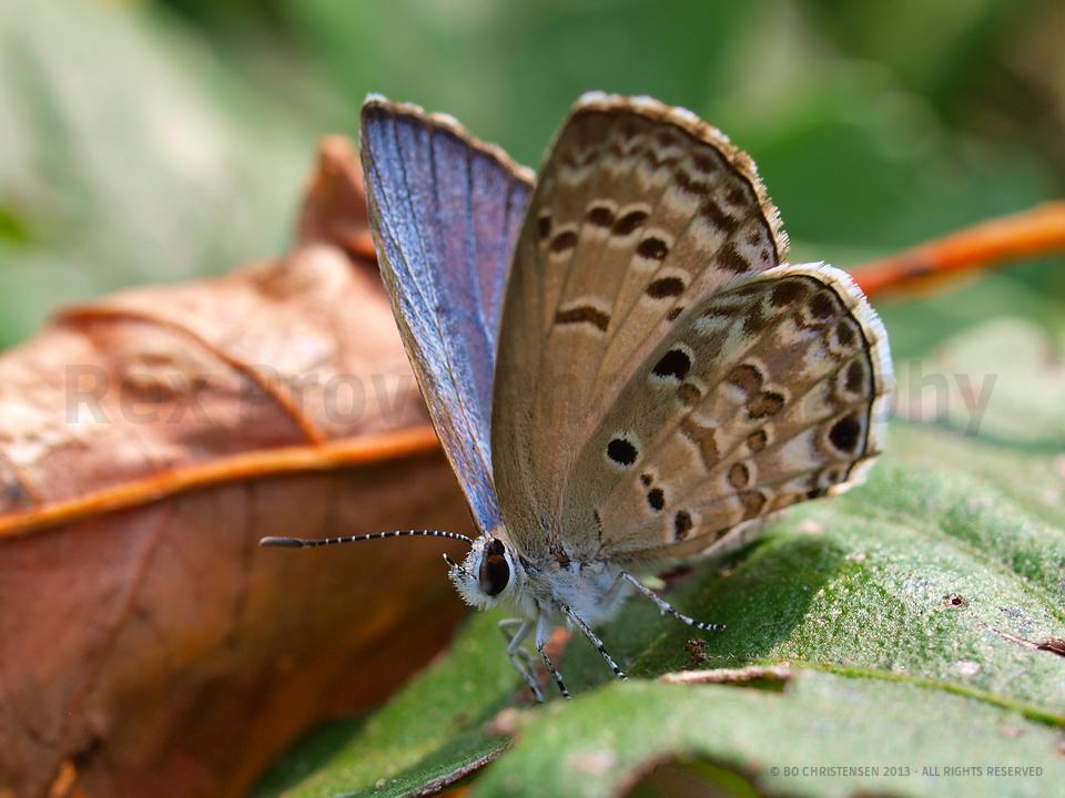 Gossamer-winged butterfly (Lycaenidae)