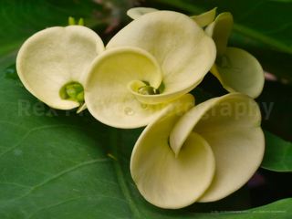 Euphorbia milli (white)