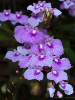 The Delicate Violet Ionopsis