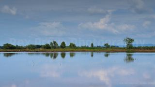 Flooding the Paddy Fields