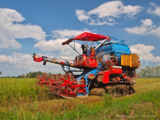 Harvesting rice in Thailand